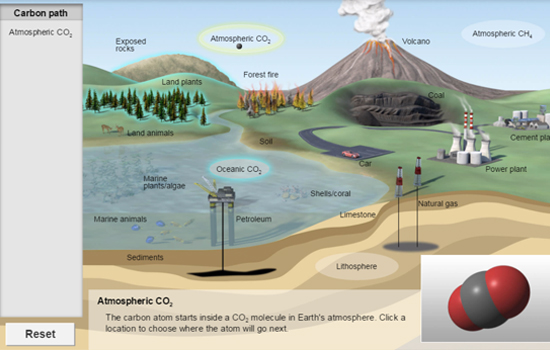 carbon cycle gizmo